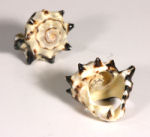 ANELLI CON CONCHIGLIA INTERA - Image 4