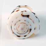 ANELLI CON CONCHIGLIA INTERA - Image 6