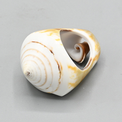 ANELLI CON CONCHIGLIA INTERA - Image 9